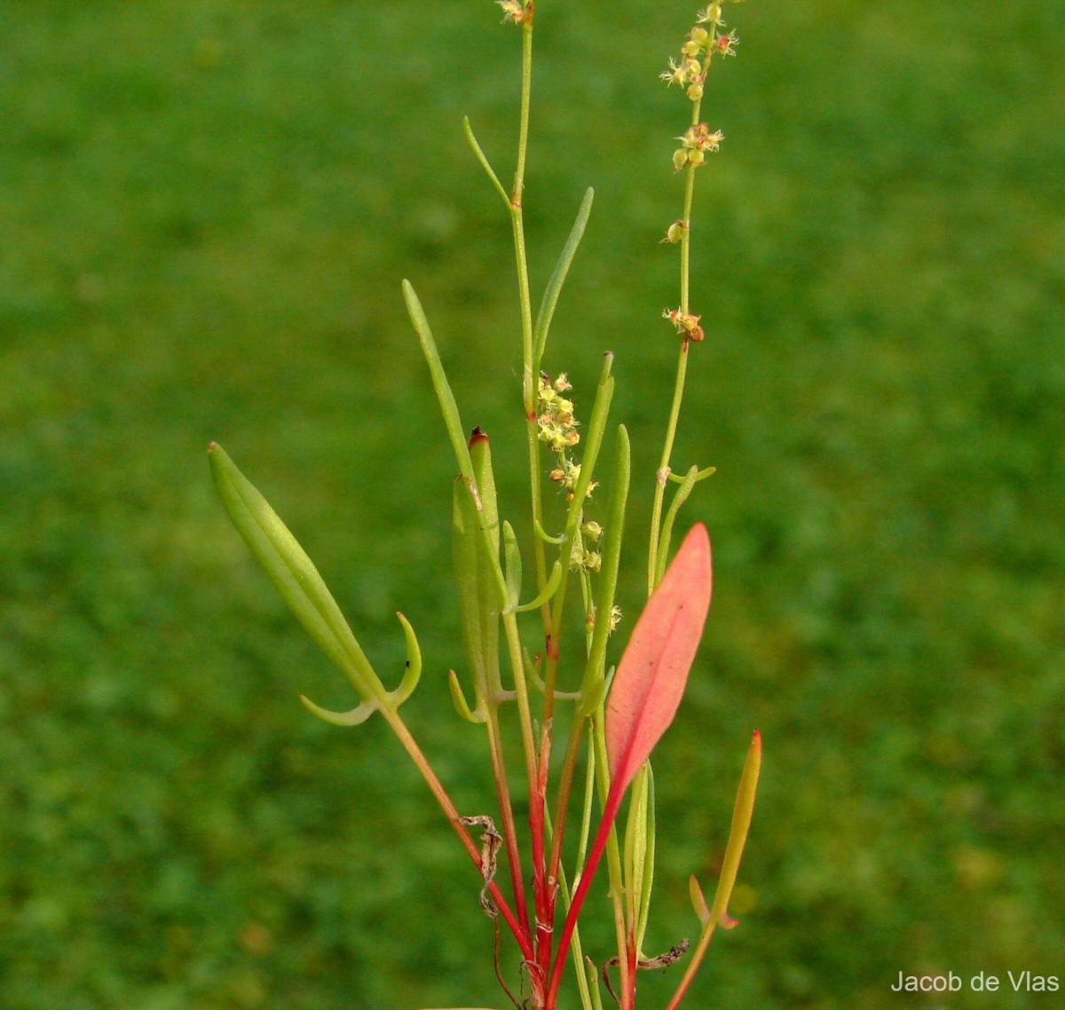 Rumex acetosella L.